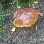 Vakantieverblijf Nature Holiday park *