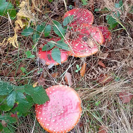 假日公园 Vakantieverblijf Nature 斯塔沃洛