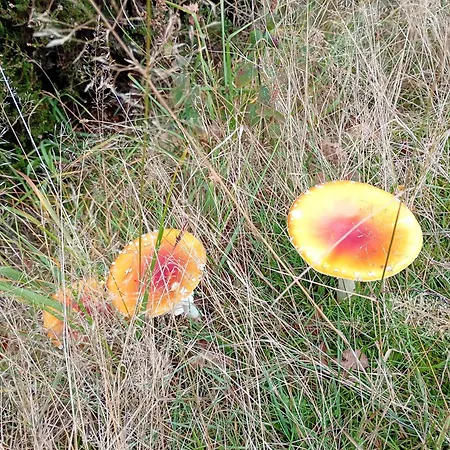 Vakantieverblijf Nature *