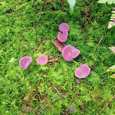 Vakantieverblijf Nature 假日公园