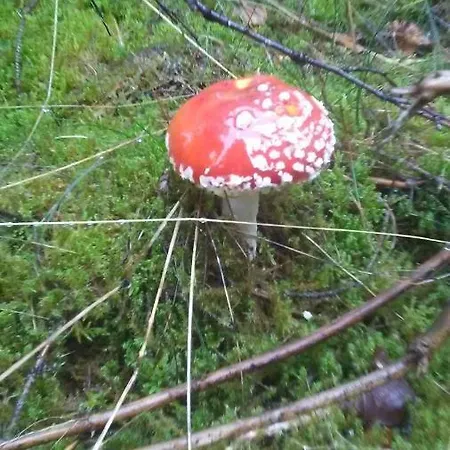 假日公园 Vakantieverblijf Nature *