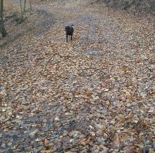 Vakantieverblijf Nature * Stavelot